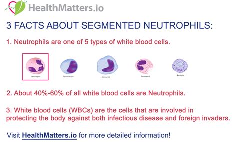 Segmented Neutrophils: What High & Low Levels Mean .